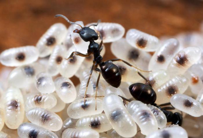 αναπτυξιακό στάδιο της προνύμφης των αυγών μυρμηγκιών 