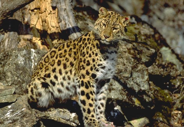 Leopardo del Lejano Oriente