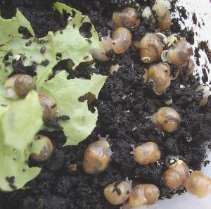 snail breeding