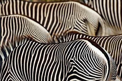 cik gadu dzīvo zebras