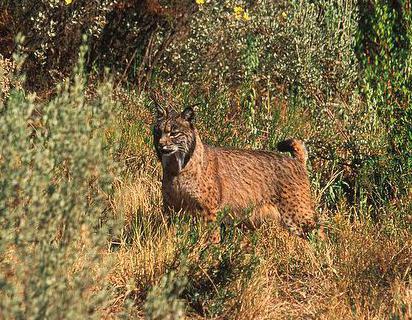 dove vive la lince in quale zona