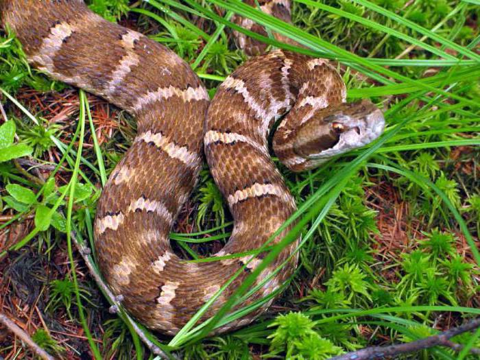 όπου φίδια χειμώνα στην κεντρική Ρωσία