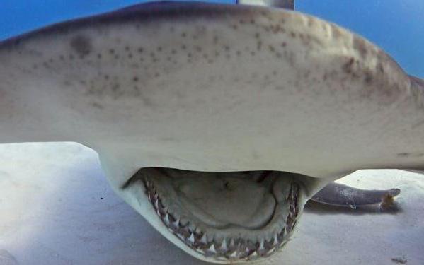 āmura galvas haizivs milzu ko maxi
