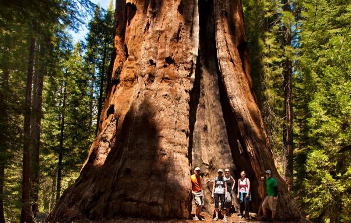giant sequoia california sequoia