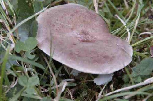 Champignon lisse