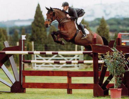 Niederländisches warmblütiges Pferderassenfoto