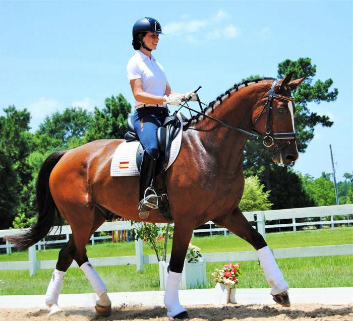 Características de raça de cavalo holandês de sangue quente