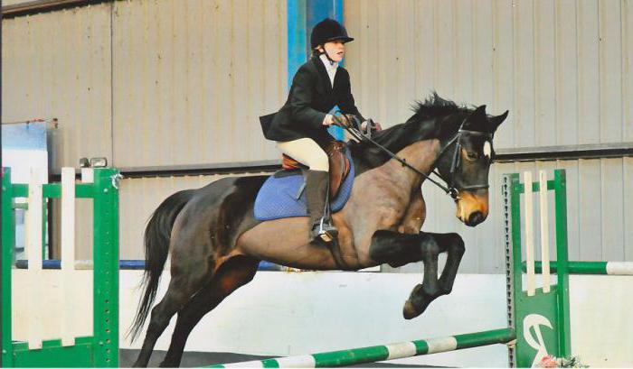 Cavalo de sangue quente holandês raça negra