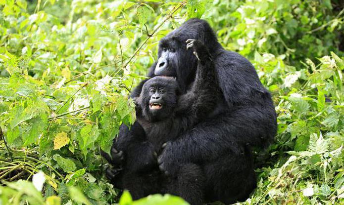 Mountain gorilla Beskrivelse