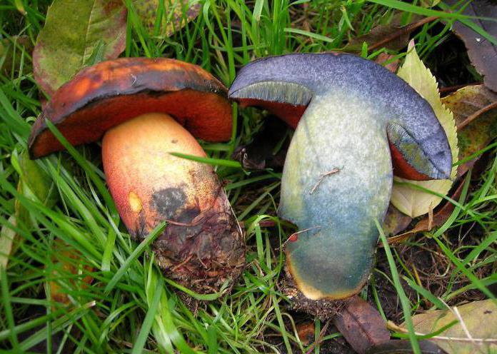 Chêne moucheté comestible ou non