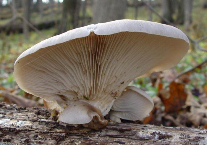 хижі гриби як вони полюють
