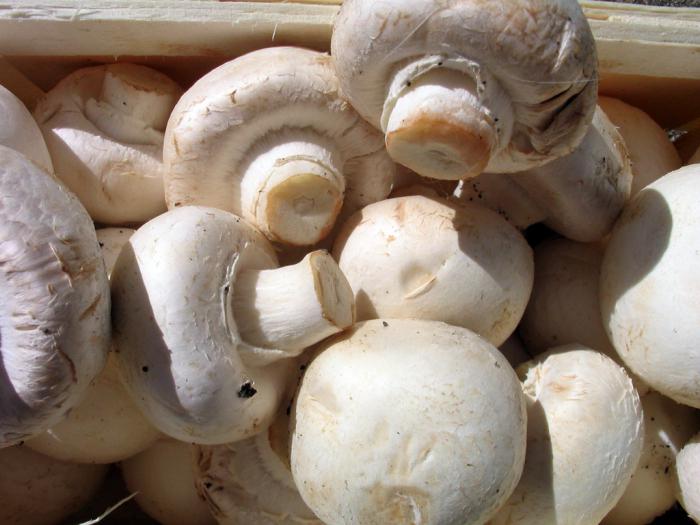 champignon steder nær Minsk 