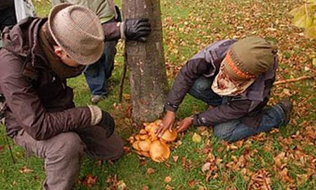 paddestoelbeschrijving