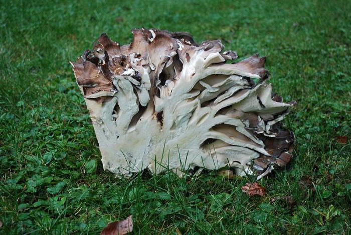 griffin mushroom curly medicinal properties