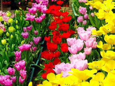 warum Blumen in verschiedenen Farben 