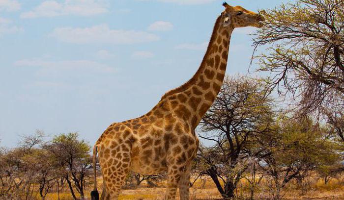 intressanta fakta om giraffer för barn
