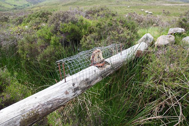 夏にヤマウズラを捕まえる方法