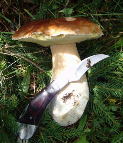 kako rezati gljive