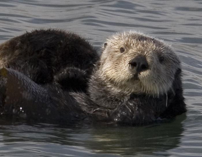 sea ​​otters photo