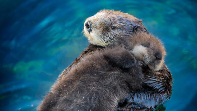 how do sea otters sleep