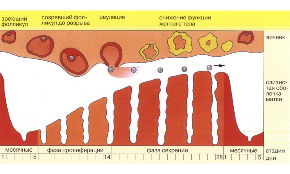 ovulation what is it