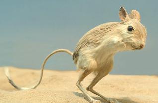 jerboa, co je