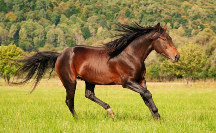 カラチャイ種の歴史の馬