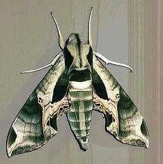 kolibrie-achtige insectenfoto