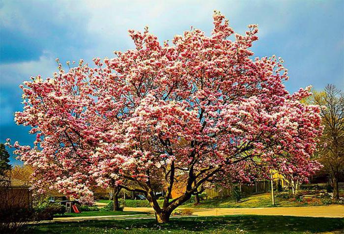 Spring in Sochi