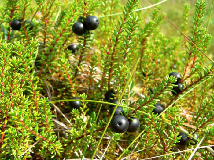 plantes de la région de Kostroma répertoriées dans le livre rouge