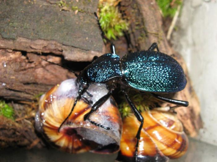 Kaukāza zemes beetle, kas ēd