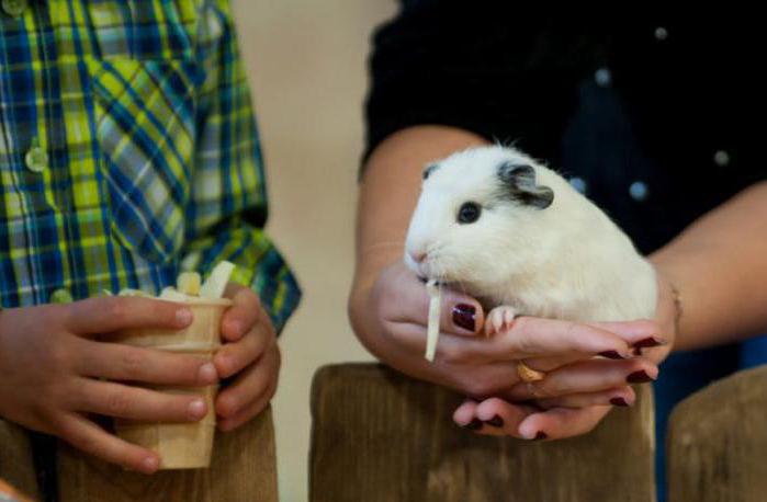 Vegye fel a kapcsolatot az állatkert Novoszibirszk jegyével
