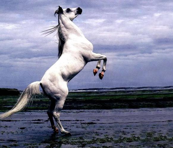 valkoinen hevonen