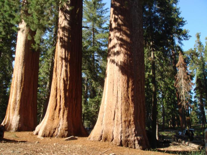 the maximum height of a redwood evergreen