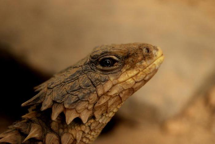 coada mică de brâu cordylus cataphractus