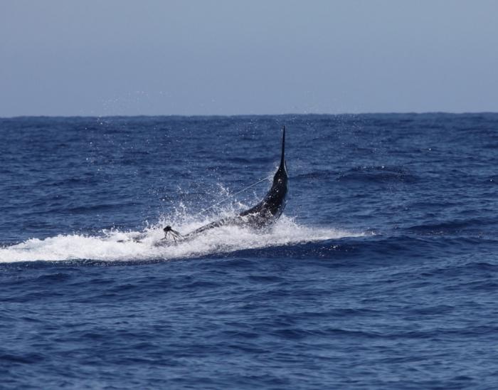 foto do marlin de peixe