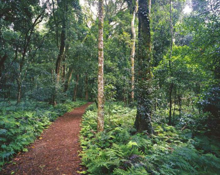 monsoon forests