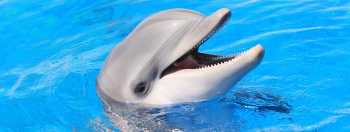 πόσα δελφίνια ζουν