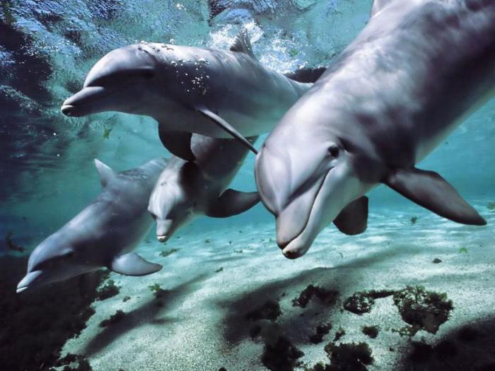 πόσο χρονών είναι τα δελφίνια