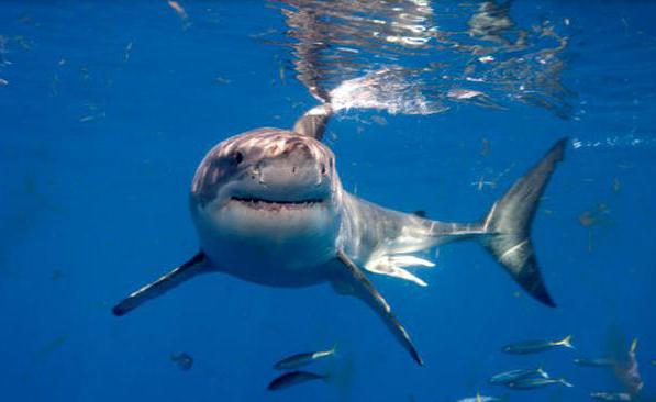 Sharks in the Caspian Sea 