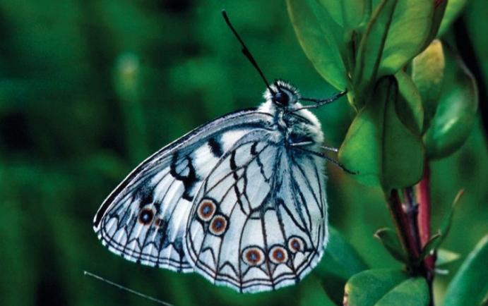 Vereniging voor het behoud van de natuur