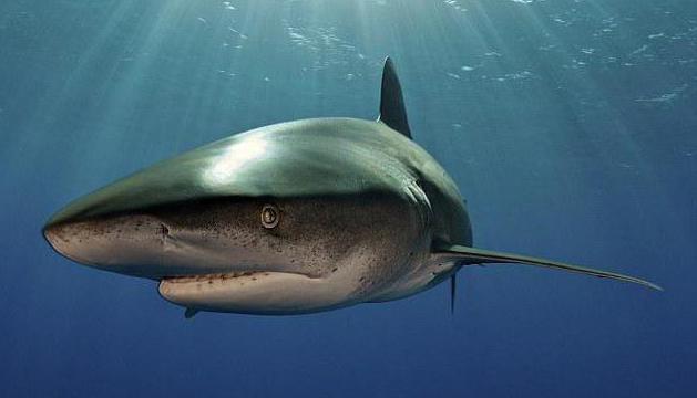 довгокрилі океанська акула