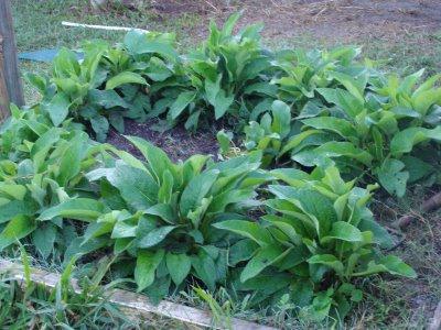 comfrey grass