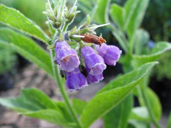 comedian comfrey