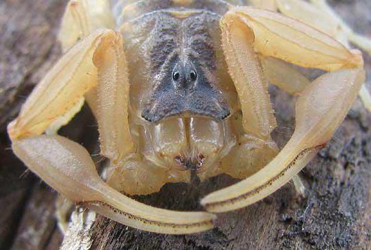 Kiek akių turi skorpionas?