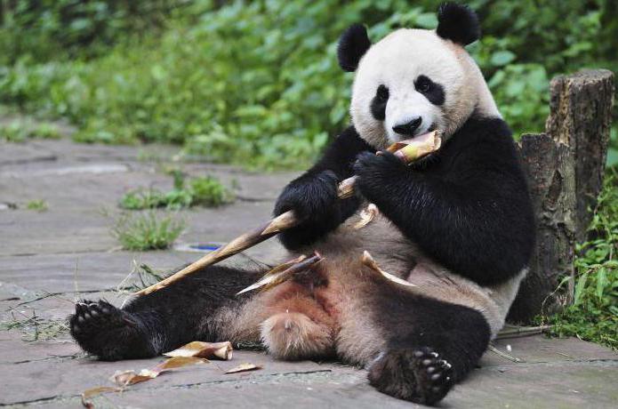 panda je medved