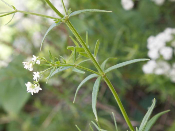 Nordlig bedstraw