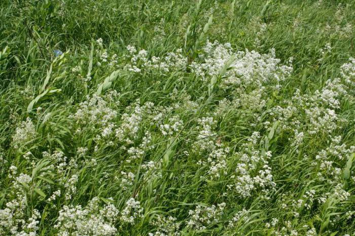  bedstraw उत्तरी औषधीय गुण