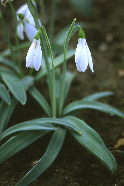 snowdrop narrow-leaved