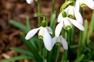 snowdrop narrow-leaved description cultivation